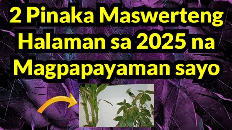 Maswerteng Kapitbahay 2 by Nrbgvr — Pulandit.asia .